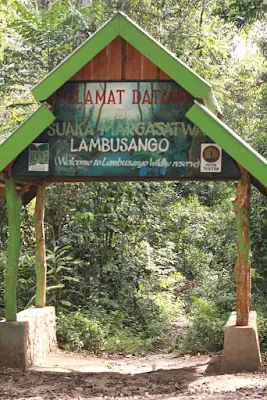 lokasi hutan lindung lambusango