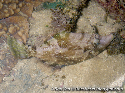 Fan-bellied Filefish (Monacanthus chinensis)