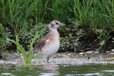 Kob - Kokmeeuw - Chroicocephalus ridibundus