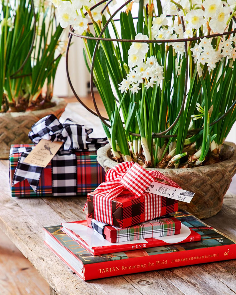 10 Best Christmas Plants to Decorate with