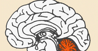 Otak Kecil (Cerebellum)  Paramita Blog