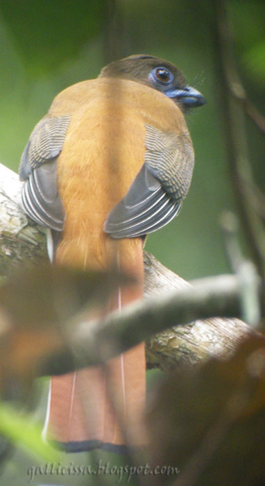 Malabar Trogon