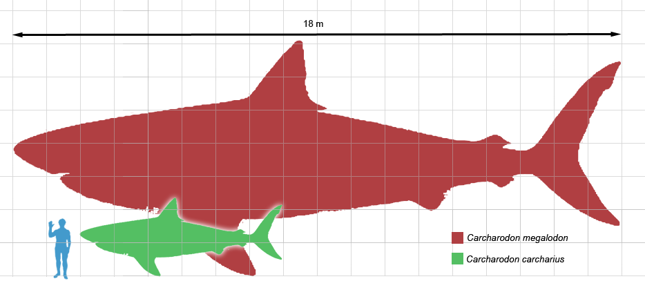 This was a huge badass shark Please see the charts and graphs below