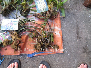 Wild Orchids at Gaya Street Sunday Market, Kota Kinabalu