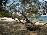 pulau putri belinyu bangka