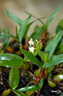 Orchid : Epigeneium dempoense