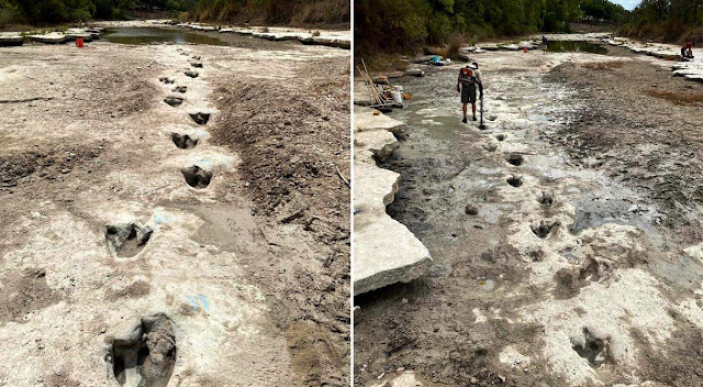 113-Million-Year-Old Dinosaur Tracks Uncovered at Texas Park