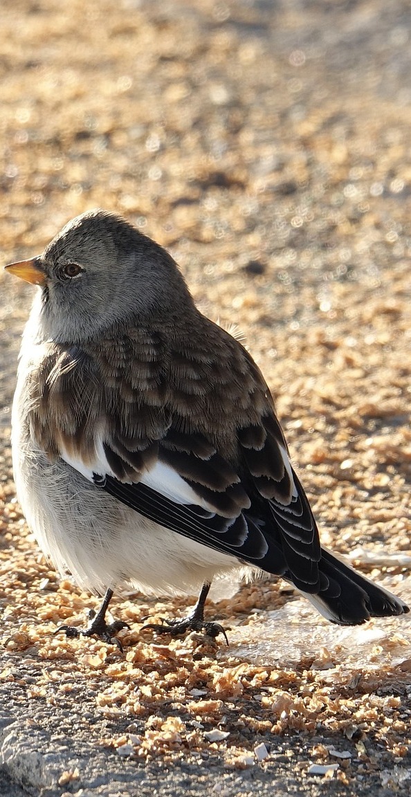  Photo of a cute bird.