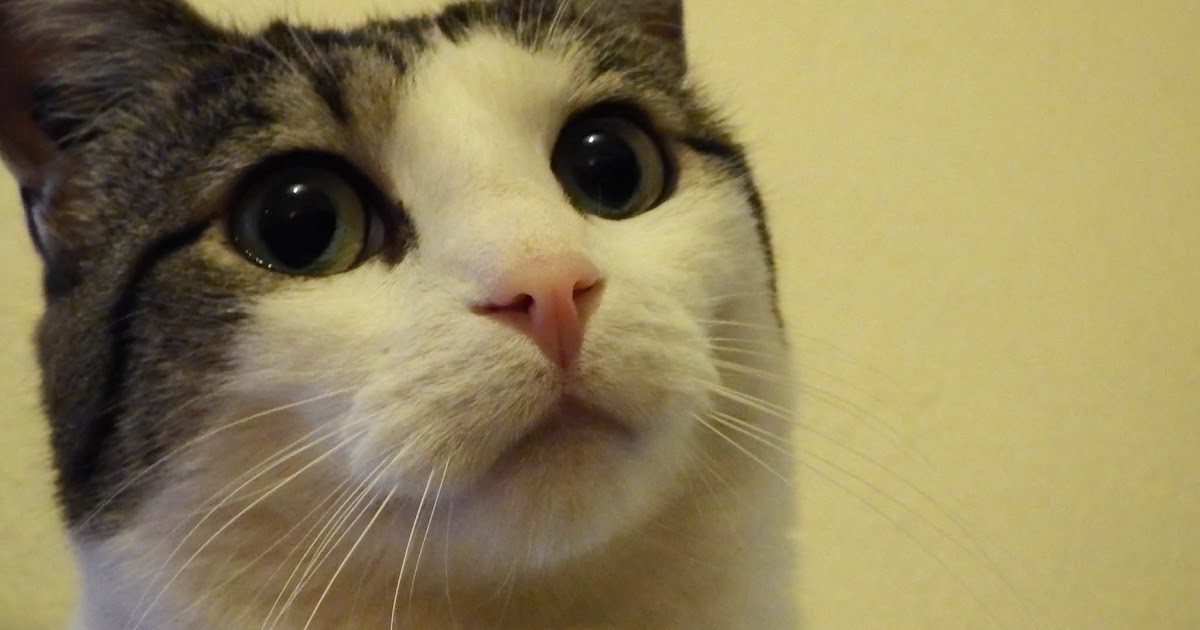 Je Dois Savoir Chat Prendre Son Chat Par La Peau Du Cou Oui Mais Pas N Importe Comment