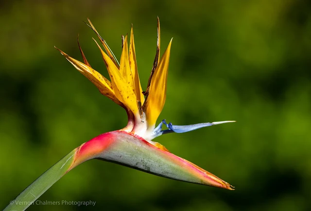 Strelitzia (Bird of Paradise) Flower Kirstenbosch Botanical Garden © Vernon Chalmers Photography
