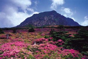 Gunung+Hallasan,+Korea+Selatan 5 Gunung Api Spektakuler yang Wajib Dikunjungi 