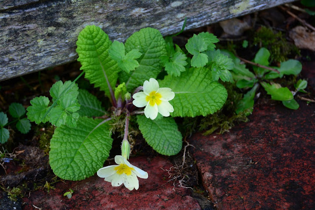 Primula vulgaris