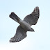 10月21日、絵鞆半島の渡り鳥