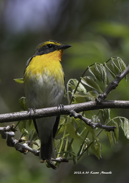 宮城の野鳥