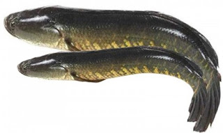 Maral Fish in Purna river Yeldari Dam Parbhani