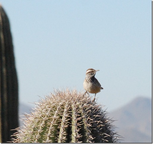 01-02-12 Saguaro National Park - West 005a