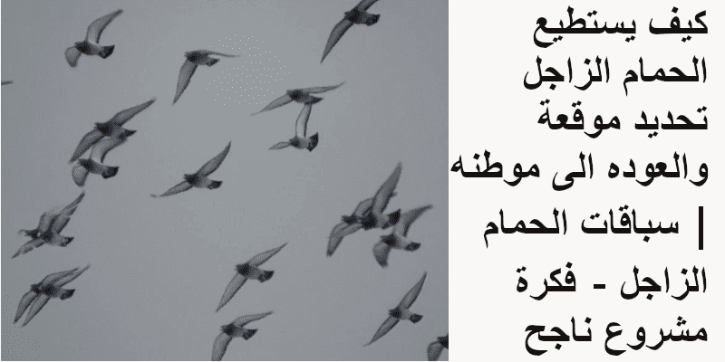 كيف يستطيع الحمام الزاجل تحديد موقعه والعوده الى موطنه | سباقات الحمام الزاجل - فكرة مشروع ناجح