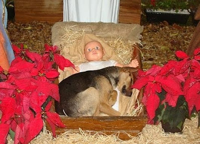 Dog in Nativity Scene