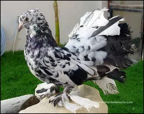 Gambar The Royal Pigeon