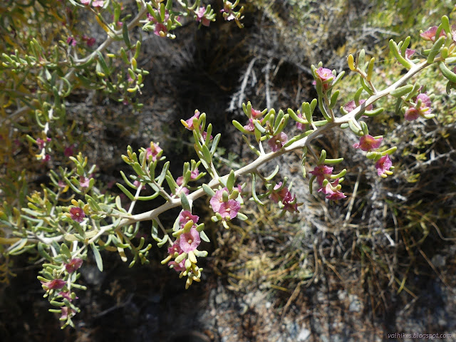 154: papery looking flowers on a thorny plant with lush leaves