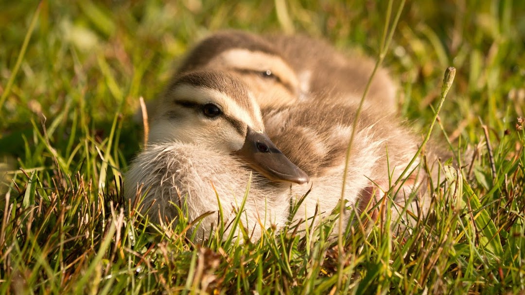 Duck Babies in Grass HD Wallpaper