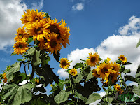 Highest sunflowers in bloom