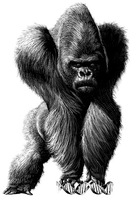 black gorilla animal drawing - pen illustrations - satire - art