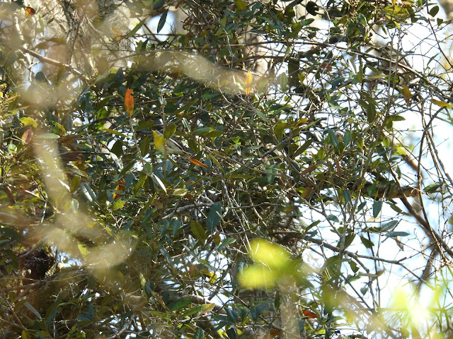 Guana Tolomato Matanzas National Estuarine Research Reserve