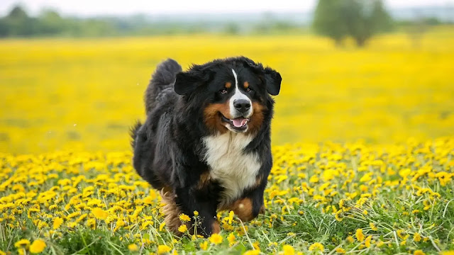 Bernese Mountain Dog