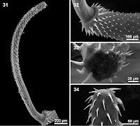 kingdom animalia filum annelida, kingdom animalia filum arthropoda, karakteristik filum anggota kingdom animalia, filum yang ada pada kingdom animalia, 9 filum kingdom animalia beserta ciri khasnya, 9 filum dari kingdom animalia beserta ciri khasnya, phylum of kingdom animalia characteristics, kingdom animalia filum coelenterata