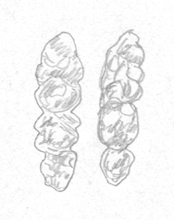 molari-mus-apodemus