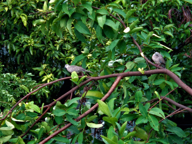 Spotted dove
