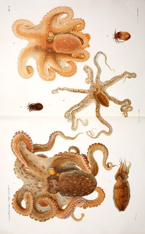 monograph illustration of cephalopod