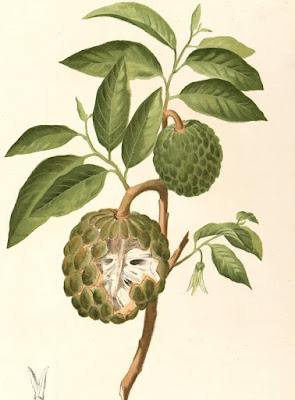 CHIRIMOYA (Annona ssp.)