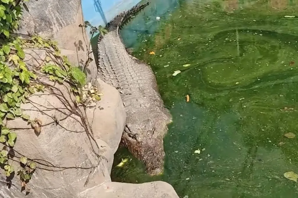 麻豆鱷魚王小河疑似被廈門動物園不當飼養｜瘦到變形！完全不是一隻成年灣鱷應有的體型