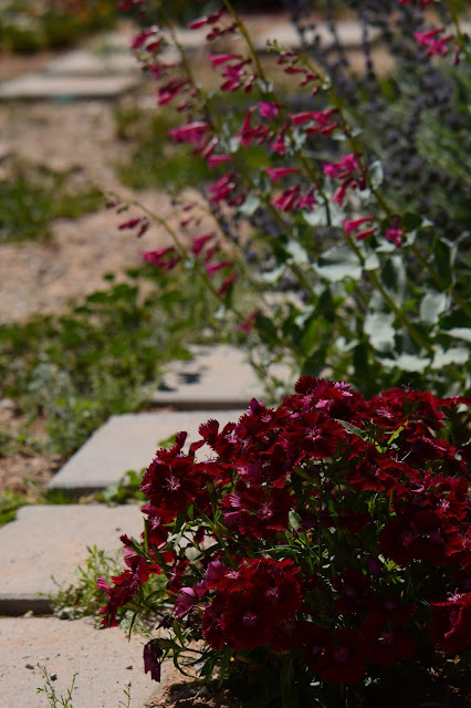 small sunny garden, amy myers, desert garden, garden bloggers bloom day, dianthus