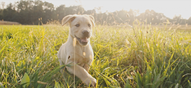 https://www.happinessispets.com/breeders/