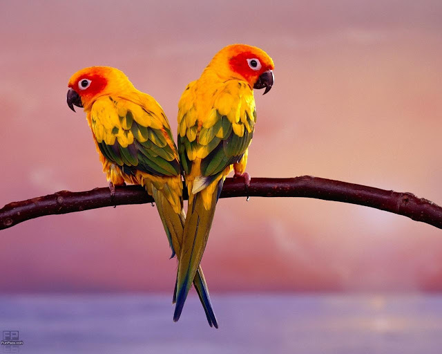 Birds HD Desktop Wide Screen Wallpaper -04