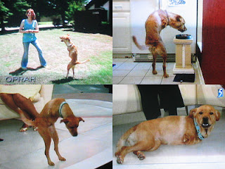 Faith The Bipedal Dog Anjing-Anjing Pemberi Inspirasi