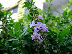 Duranta Flowers