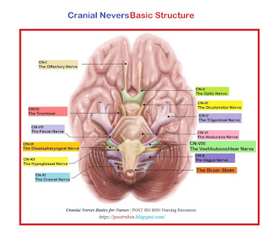 Cranial Nerves Basics for Nurses, Cranial Nerves Basic Structure, Cranial Nerves for Nurses, BSN Nursing,