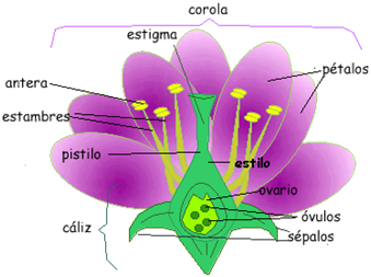 Resultado de imagen para flor y sus partes