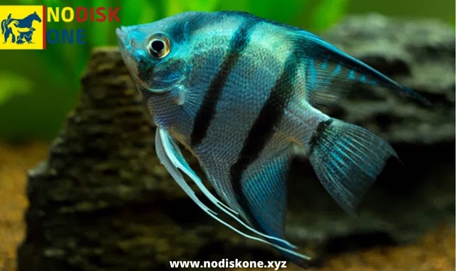 Ornamental Fish: Types Of Fish That Live Well Together
