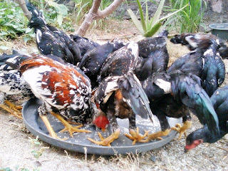 Pakan ayam kampung alternatif