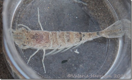 2-brown shrimp