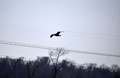 Bird over Cedar Lake