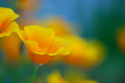 charming californian poppies ~ (cammelb )