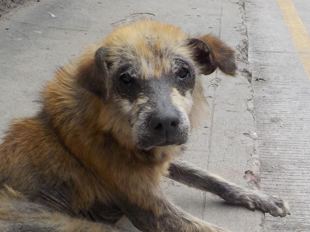 sad sick mangy dog still shows love and trust