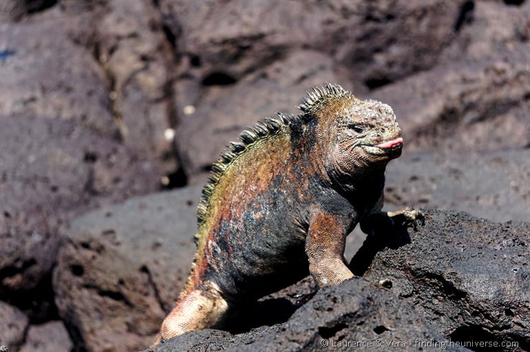 Meeresleguan, Galapagos