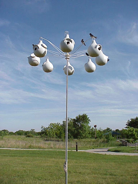 Purple Martin Pictures Birds